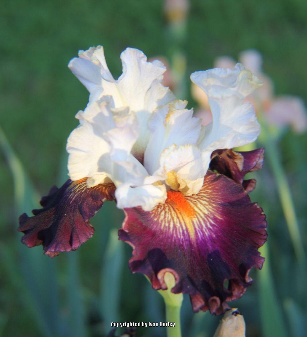 Photo of Tall Bearded Iris (Iris 'Next Millennium') uploaded by Ivan_N_Tx