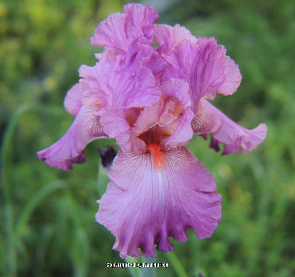 Photo of Tall Bearded Iris (Iris 'Sheer Ecstasy') uploaded by Ivan_N_Tx