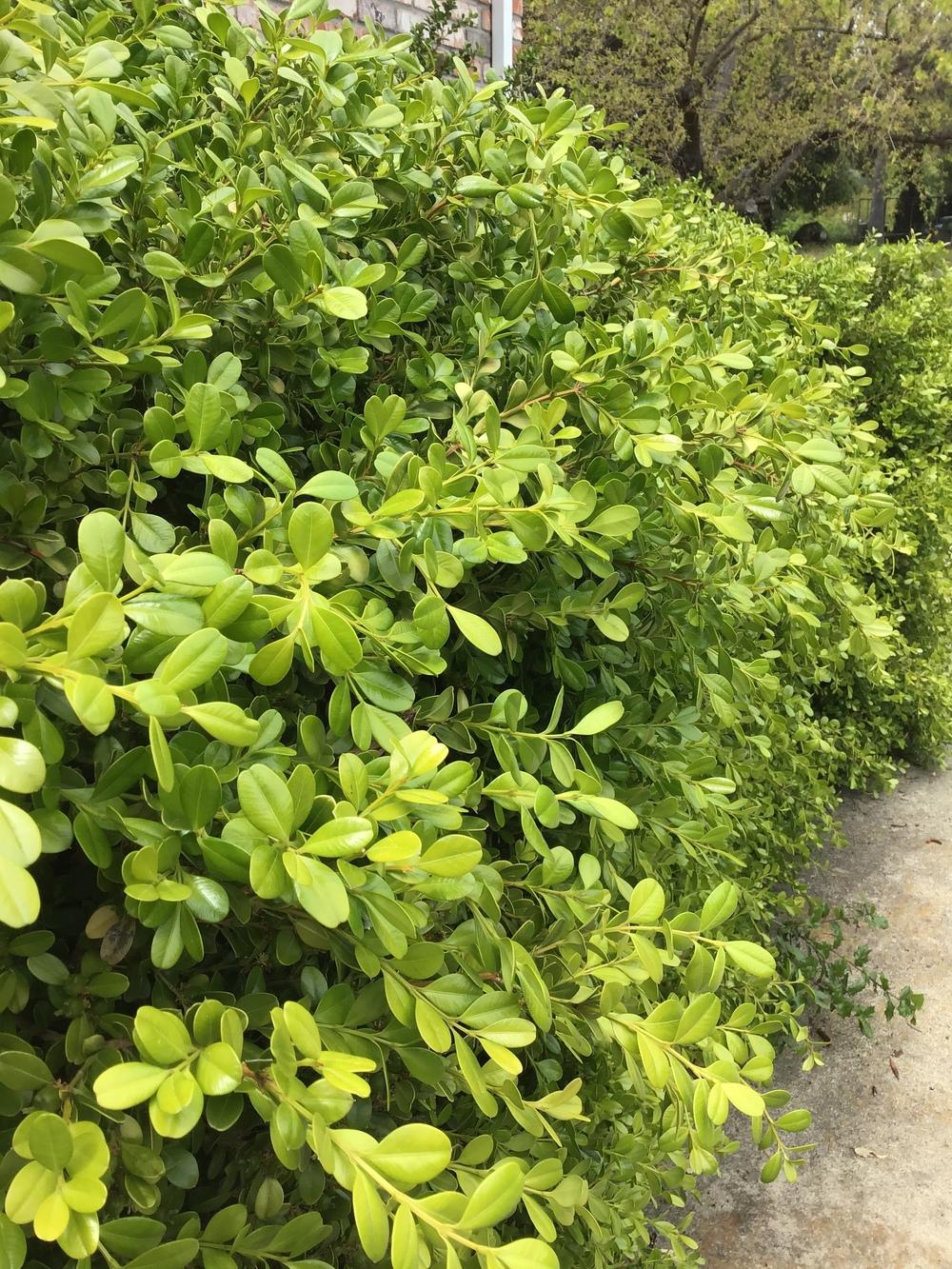Photo of Common Boxwood (Buxus sempervirens) uploaded by KFredenburg