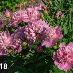 Location: Peony Garden at Nichols Arboretum, Ann Arbor, Michigan
Date: 2018-05-31
Blooms on this plant in 2018 showed a nice mix of the two types o
