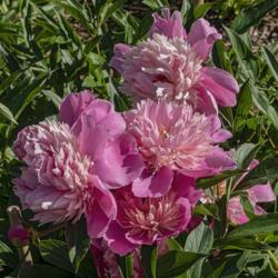 Location: Peony Garden at Nichols Arboretum, Ann Arbor, Michigan
Date: 2019-06-11
Each bloom is different in its own charming way