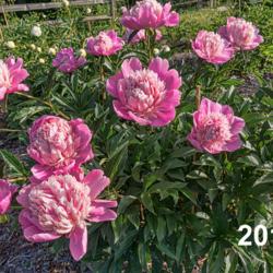 Location: Peony Garden at Nichols Arboretum, Ann Arbor, Michigan
Date: 2016-06-04
The year this was shot, 2016, most of the blooms expressed just a