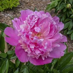 Location: Peony Garden at Nichols Arboretum, Ann Arbor, Michigan
Date: 2019-06-06
A good example of a bloom of this cultivar that has two different