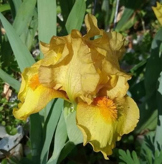 Photo of Standard Dwarf Bearded Iris (Iris 'Intergalactic') uploaded by grannysgarden