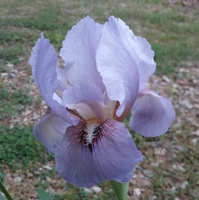 Photo of Arilbred Iris (Iris 'Shepaug River') uploaded by grannysgarden