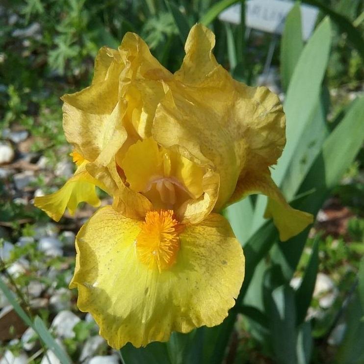 Photo of Standard Dwarf Bearded Iris (Iris 'Intergalactic') uploaded by grannysgarden