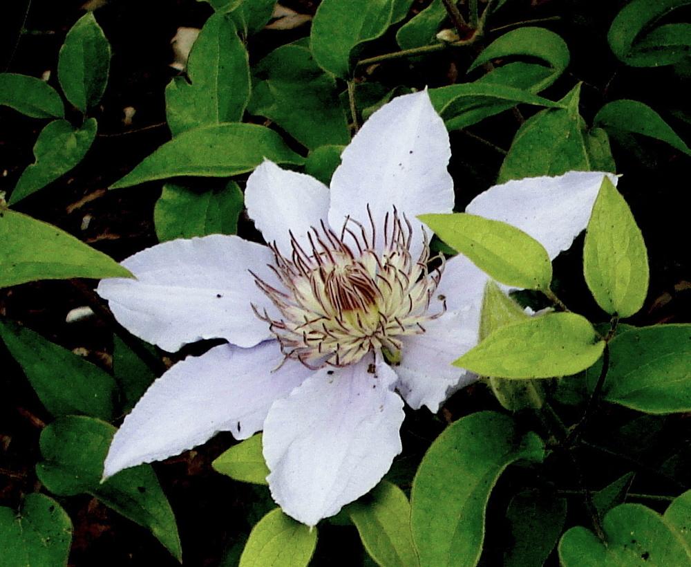 Photo of Clematis Filigree™ uploaded by lovemyhouse