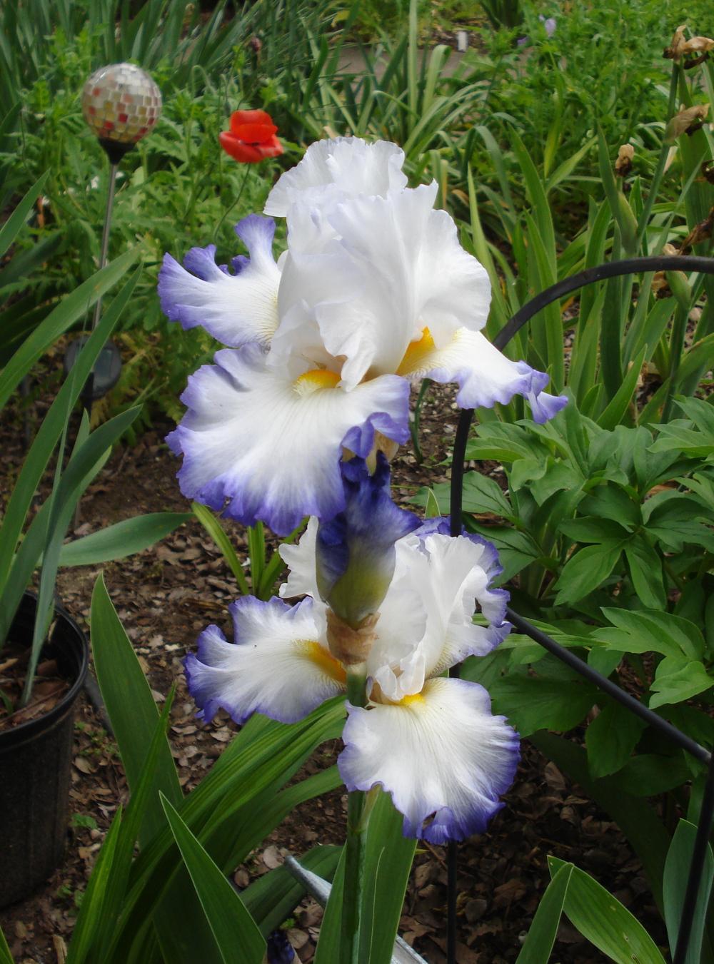 Photo of Tall Bearded Iris (Iris 'Wildcat Madness') uploaded by lovemyhouse