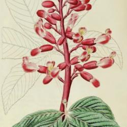 Location: Aesculus pavia as A. pavia var. arguta
Date: c. 1826
illustration from 'The Botanical Register', 1826