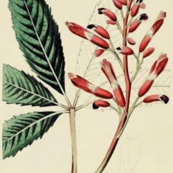 Location: Aesculus pavia as A. humilis
Date: c. 1826
illustration from 'The Botanical Register', 1826