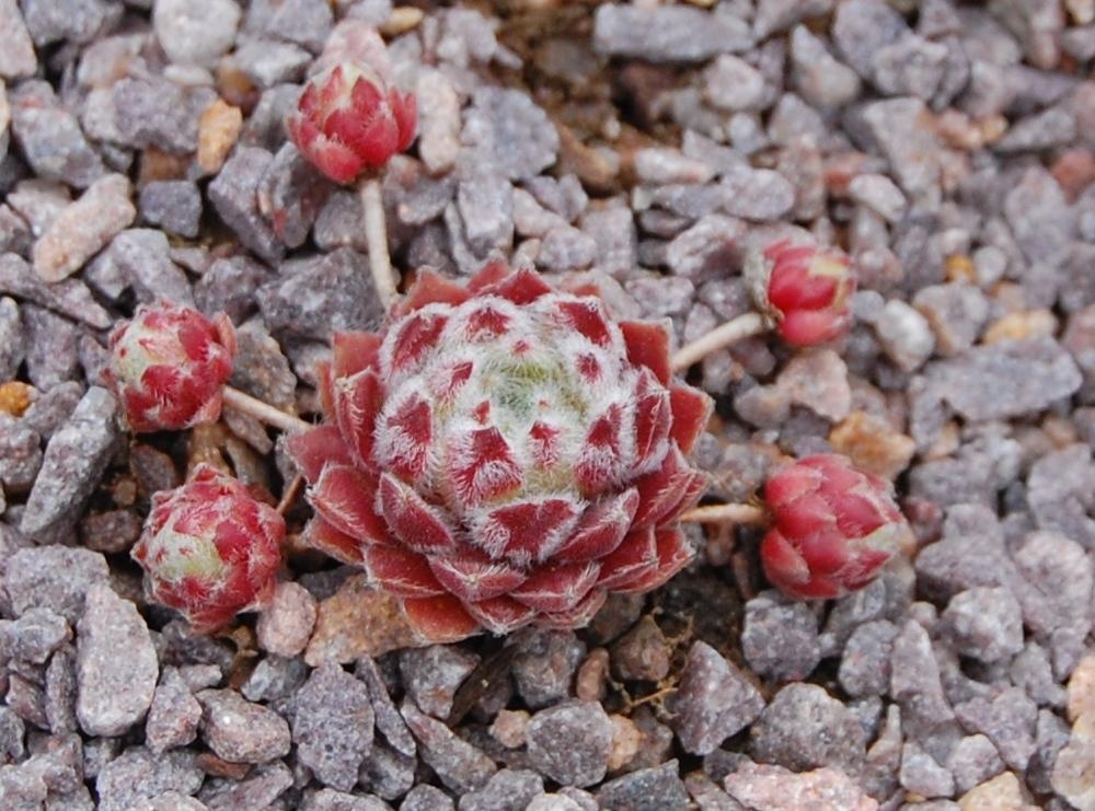Photo of Hen and Chicks (Sempervivum 'Whispers') uploaded by valleylynn