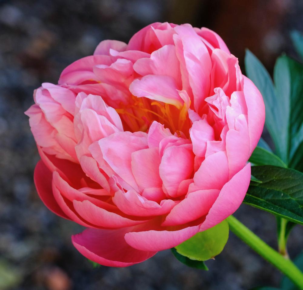 Photo of Peony (Paeonia 'Pink Hawaiian Coral') uploaded by AnnKNCalif