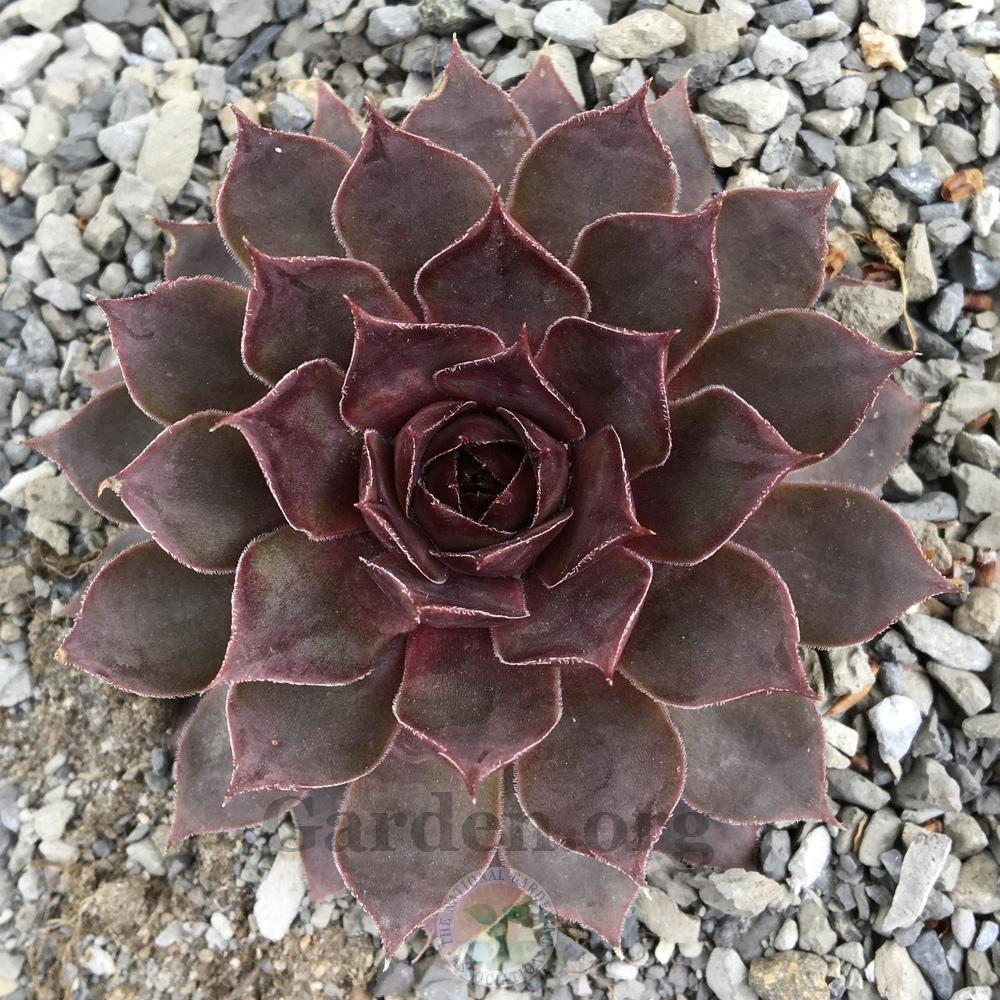 Photo of Hen and Chicks (Sempervivum 'Purple Passion') uploaded by BlueOddish