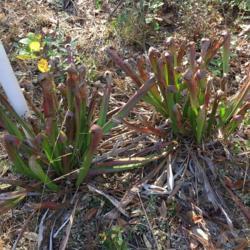 Location: Madison, FL
Date: 2017-12-26
two groups of wild pitcher plants growing on a farm in north Flor