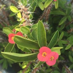 Location: Dothan, AL
Date: 2019-10-14
Crown of Thorns species at the Dothan Botanical Gardens