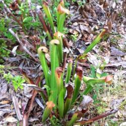 Location: Madison, FL
Date: 2011-07-23
Wild pitcher plants growing in a small clearing in north Florida