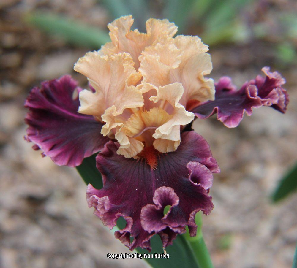 Photo of Tall Bearded Iris (Iris 'Toronto') uploaded by Ivan_N_Tx