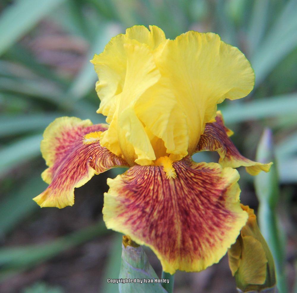 Photo of Tall Bearded Iris (Iris 'Fanfaron') uploaded by Ivan_N_Tx