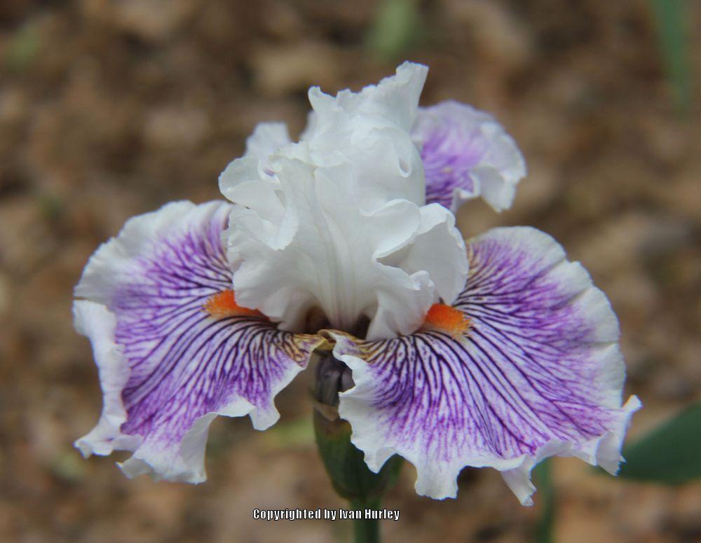 Photo of Tall Bearded Iris (Iris 'Berserk') uploaded by Ivan_N_Tx