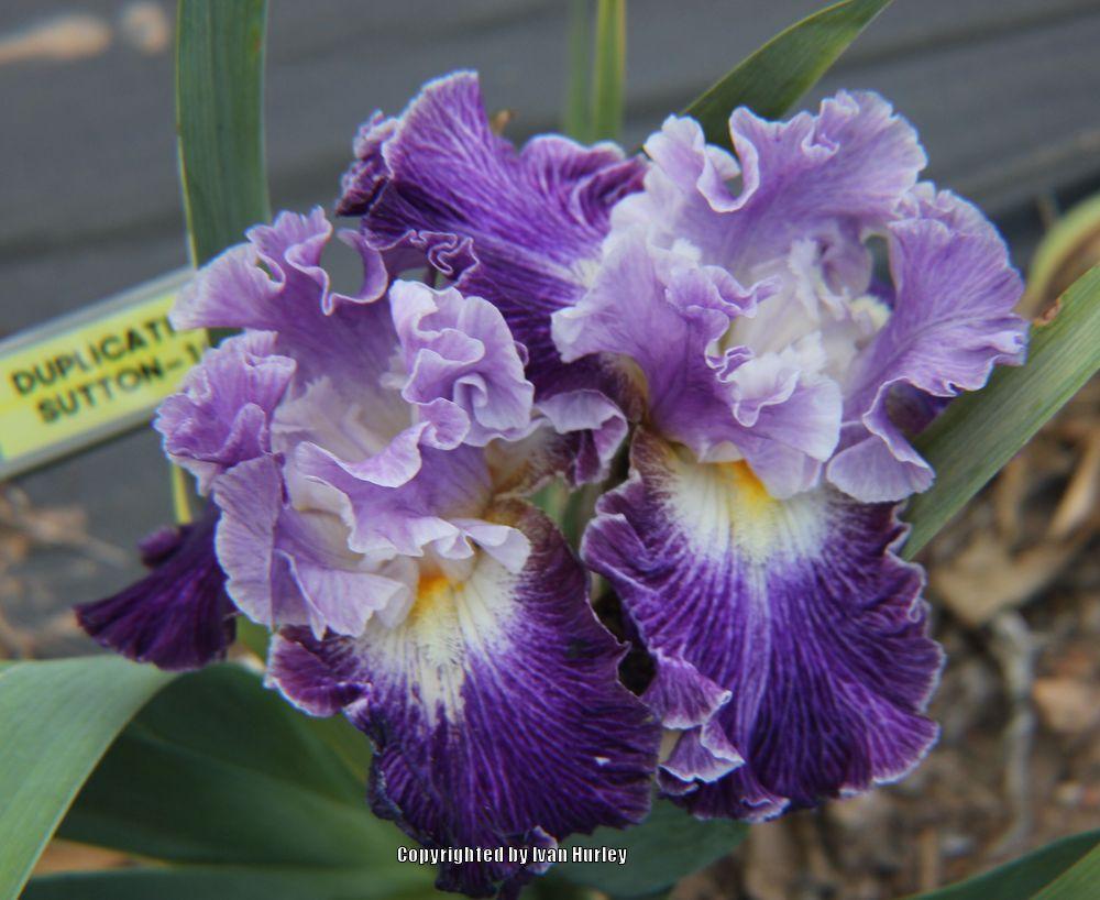Photo of Tall Bearded Iris (Iris 'Duplication') uploaded by Ivan_N_Tx