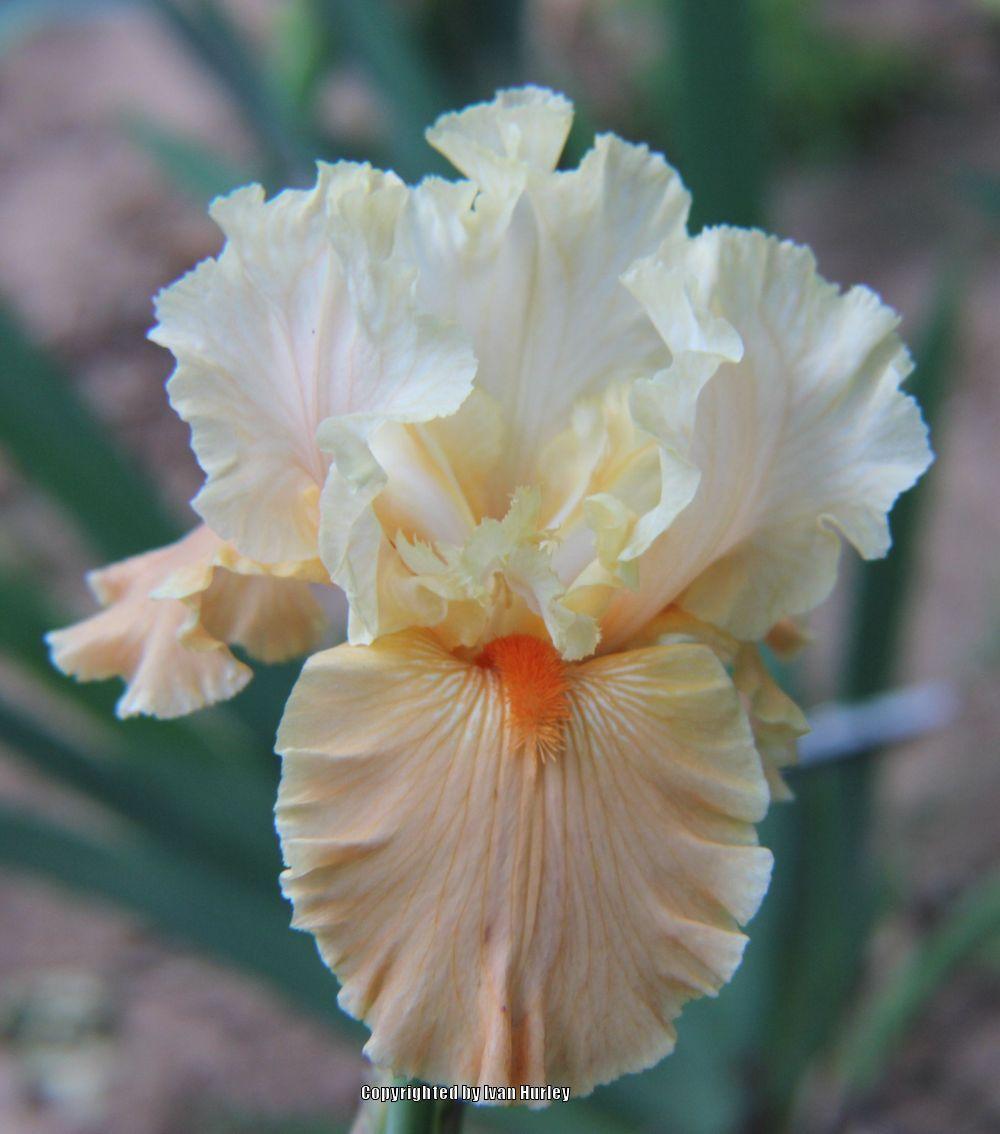 Photo of Tall Bearded Iris (Iris 'Rare Find') uploaded by Ivan_N_Tx