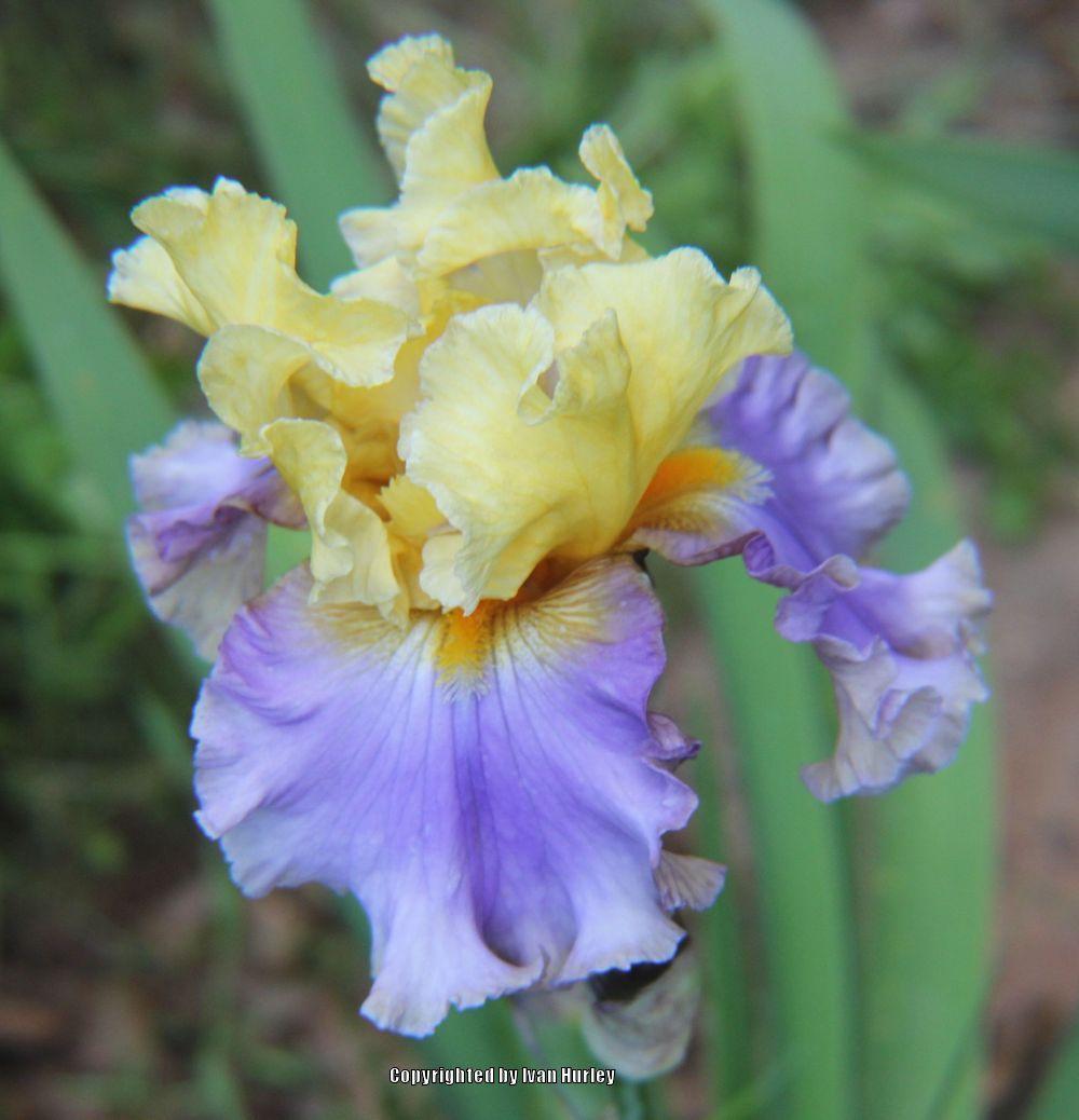 Photo of Tall Bearded Iris (Iris 'Brighton Beach') uploaded by Ivan_N_Tx