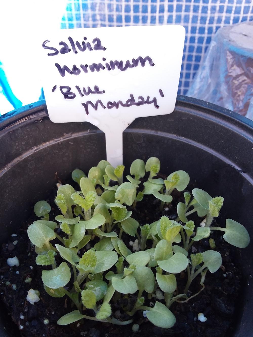 Photo of Horminum Sage (Salvia viridis 'Blue Monday') uploaded by RoseA32