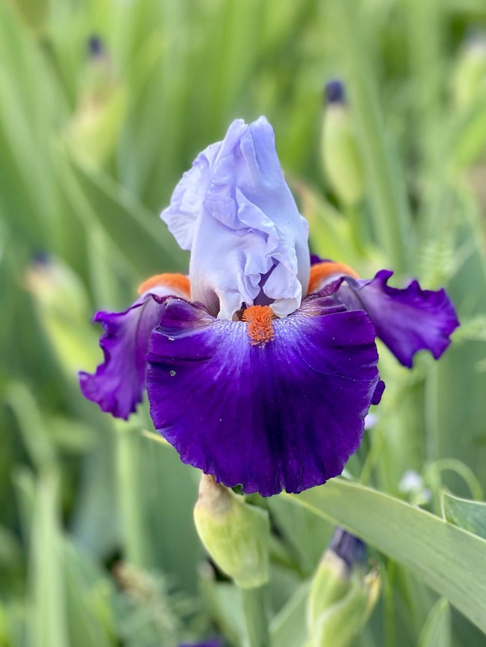 Photo of Tall Bearded Iris (Iris 'Team Spirit') uploaded by SaladDaze