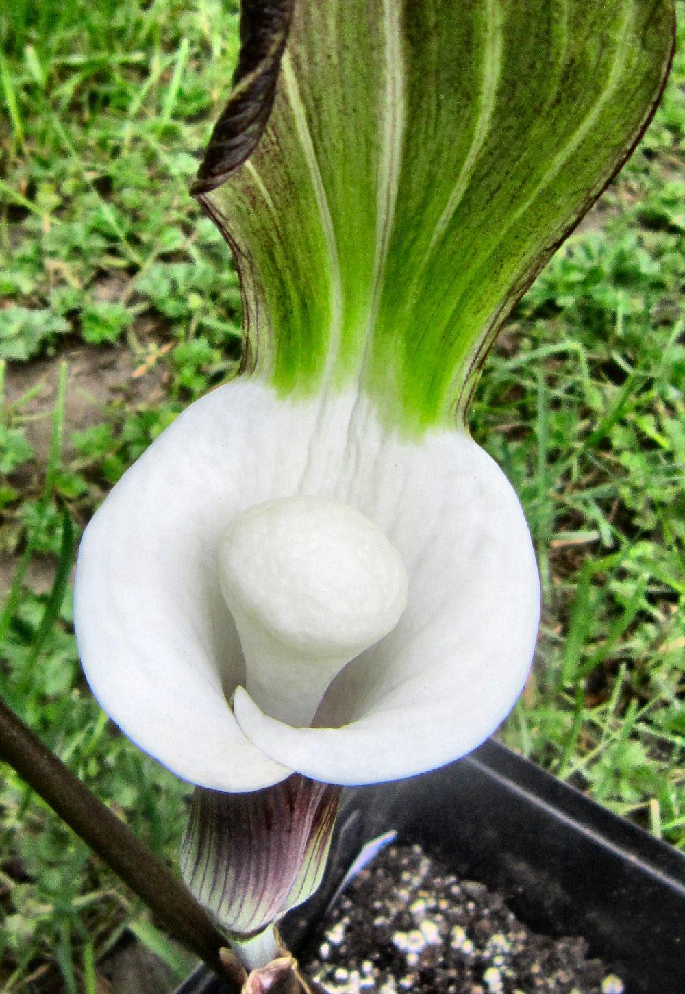 Photo of Japanese Cobra Lily (Arisaema sikokianum 'Silver Center') uploaded by Strever