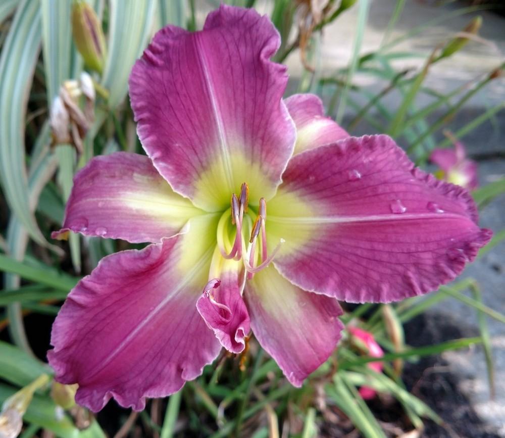 Photo of Daylily (Hemerocallis 'Stay Healthy and Have Fun') uploaded by TreeClimber