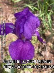 Thumb of 2020-04-18/evelyninthegarden/d7ff20