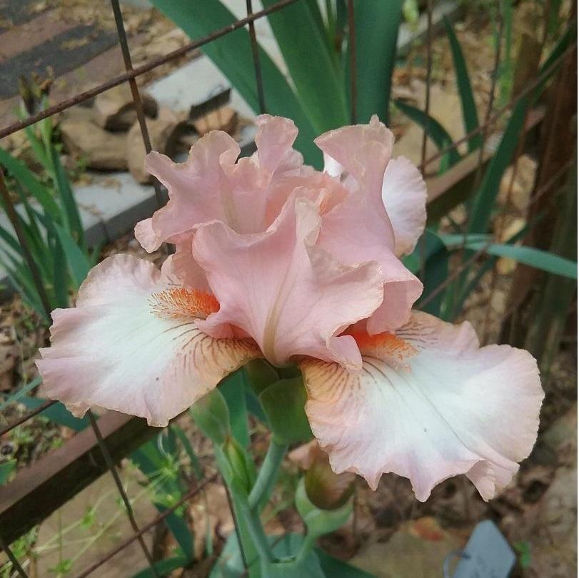 Photo of Intermediate Bearded Iris (Iris 'Pink Blitz') uploaded by grannysgarden