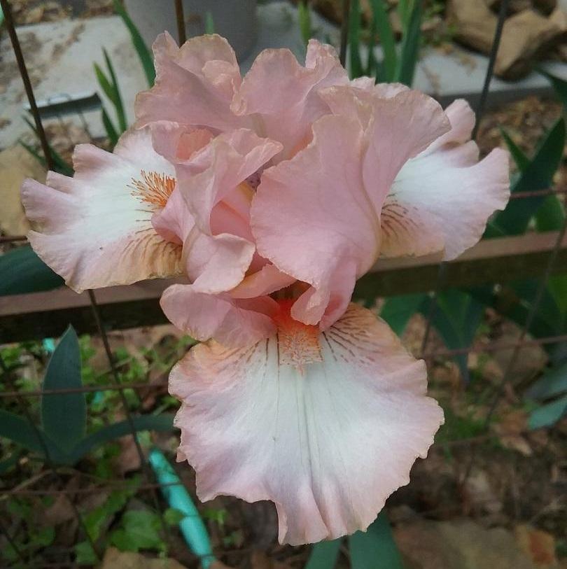 Photo of Intermediate Bearded Iris (Iris 'Pink Blitz') uploaded by grannysgarden