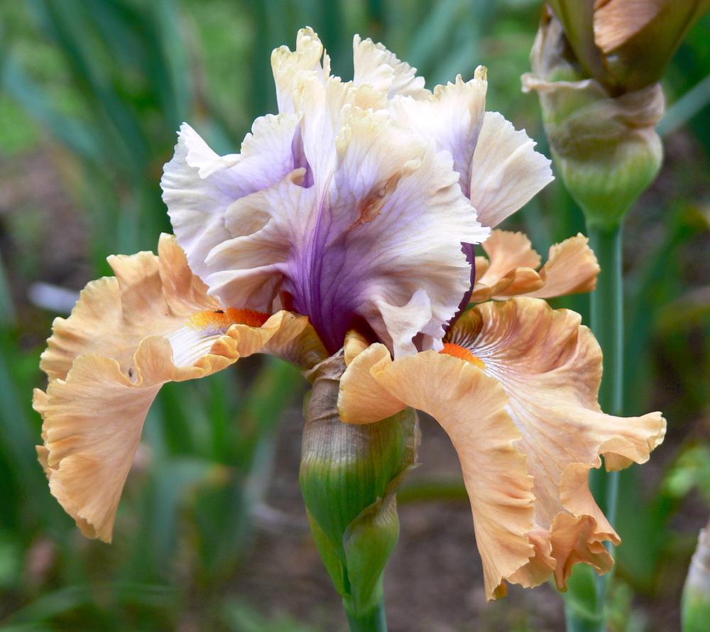 Photo of Tall Bearded Iris (Iris 'Cinderella's Secret') uploaded by janwax