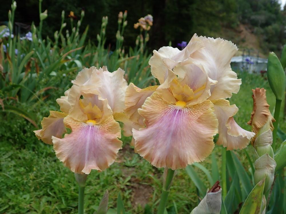 Photo of Tall Bearded Iris (Iris 'Polish Princess') uploaded by janwax