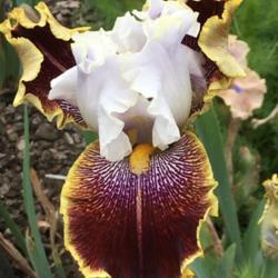 Location: San Rafael, CA
Date: 2020-04-17
Thanks Rob, this truly is a stunning iris.