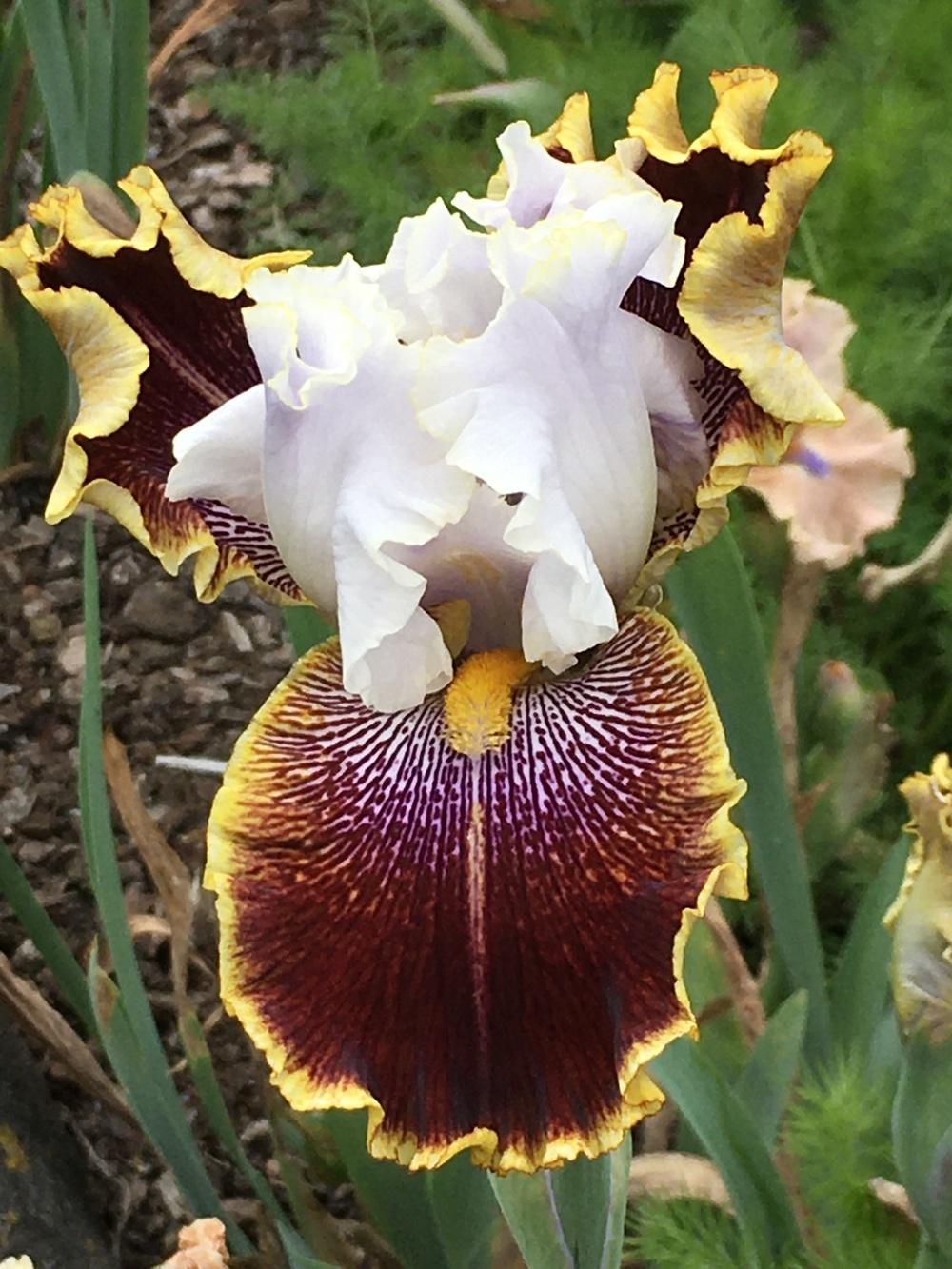 Photo of Tall Bearded Iris (Iris 'Carousel of Dreams') uploaded by lilpod13
