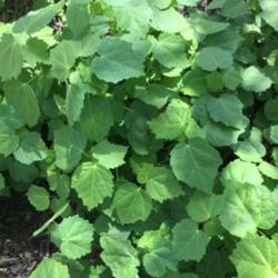 Location: Dallas, T 
Date: April
Is this a weed? Trying to identify plants in my landscape area in