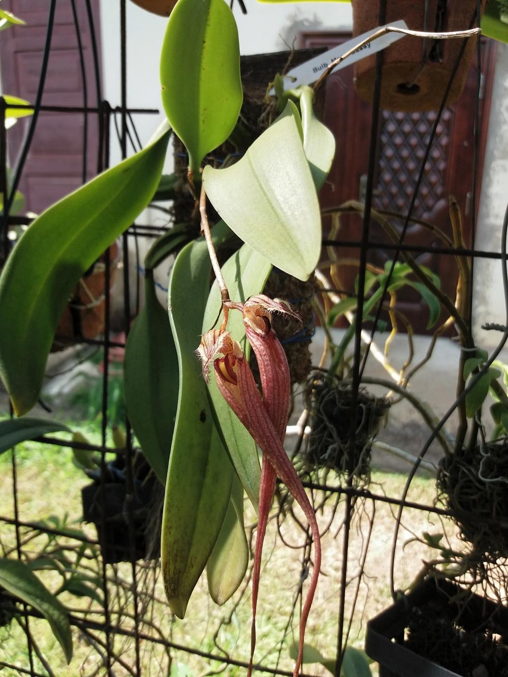 Photo of Orchid (Bulbophyllum Meen Sassy Girl) uploaded by prabhisetty