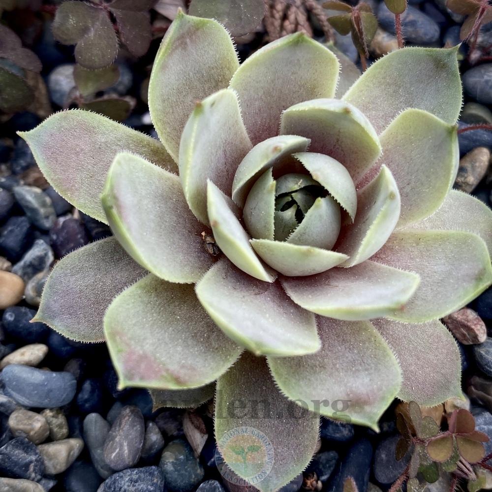 Photo of Hen and chicks (Sempervivum 'Andinn Lady Midday') uploaded by springcolor