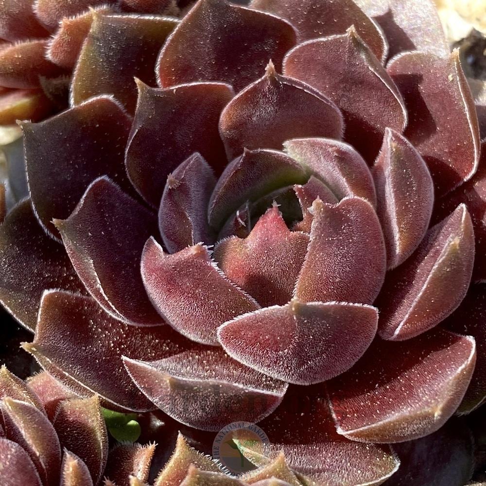 Photo of Hen and chicks (Sempervivum 'Pacific Rosewood') uploaded by springcolor