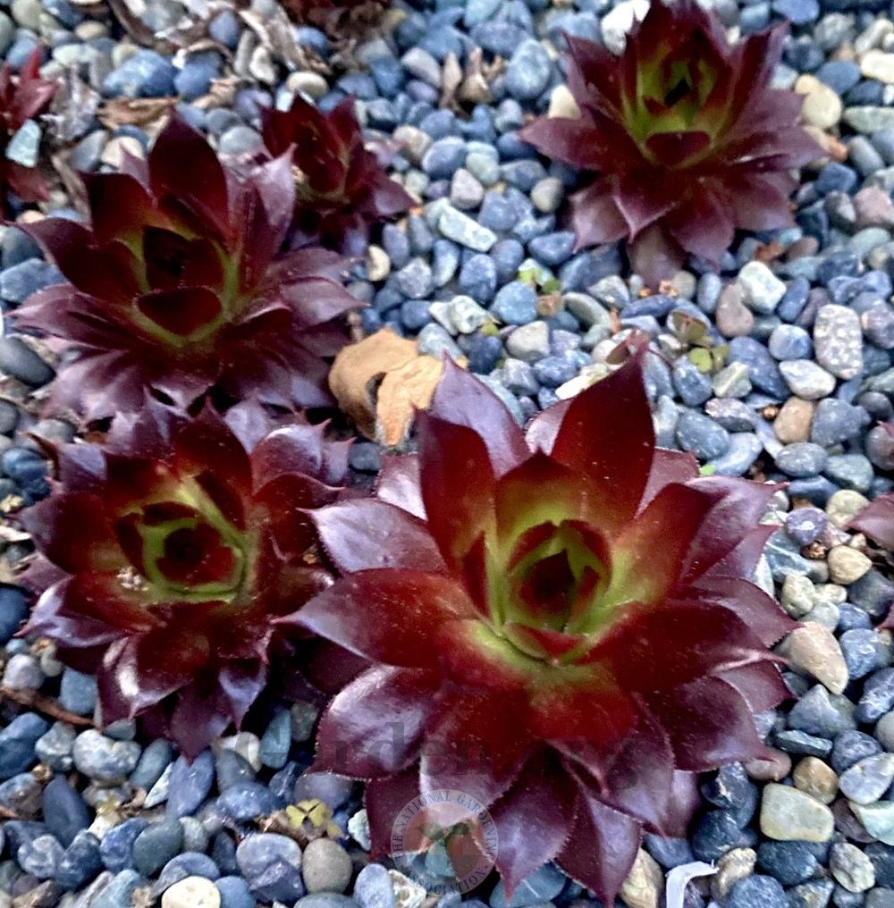 Photo of Hen and Chick (Sempervivum 'Red Hot Chili') uploaded by springcolor