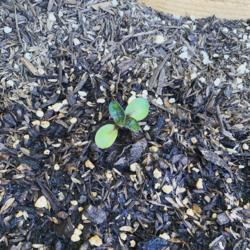 Location: Peoria, AZ
Date: 04-15-2020
Young Ms Mars seedling with first true leaves in a raised bed