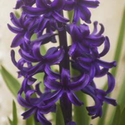Location: Pennsylvania
Date: 2020-04-09
Hyacinthus orientalis 'Marie' (heirloom hyacinth)