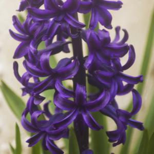 Hyacinthus orientalis 'Marie' (heirloom hyacinth)