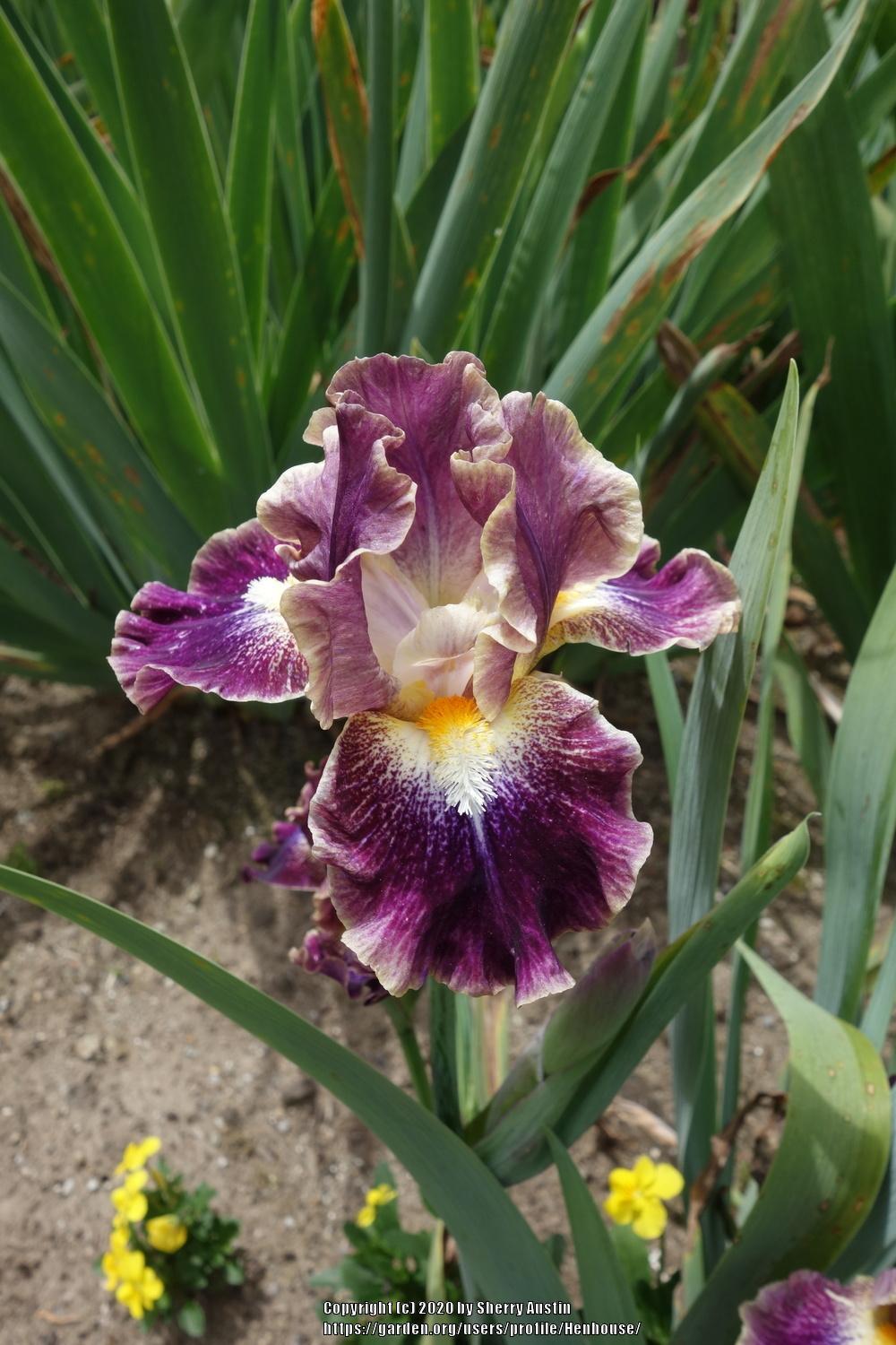 Photo of Intermediate Bearded Iris (Iris 'Micro Burst') uploaded by Henhouse