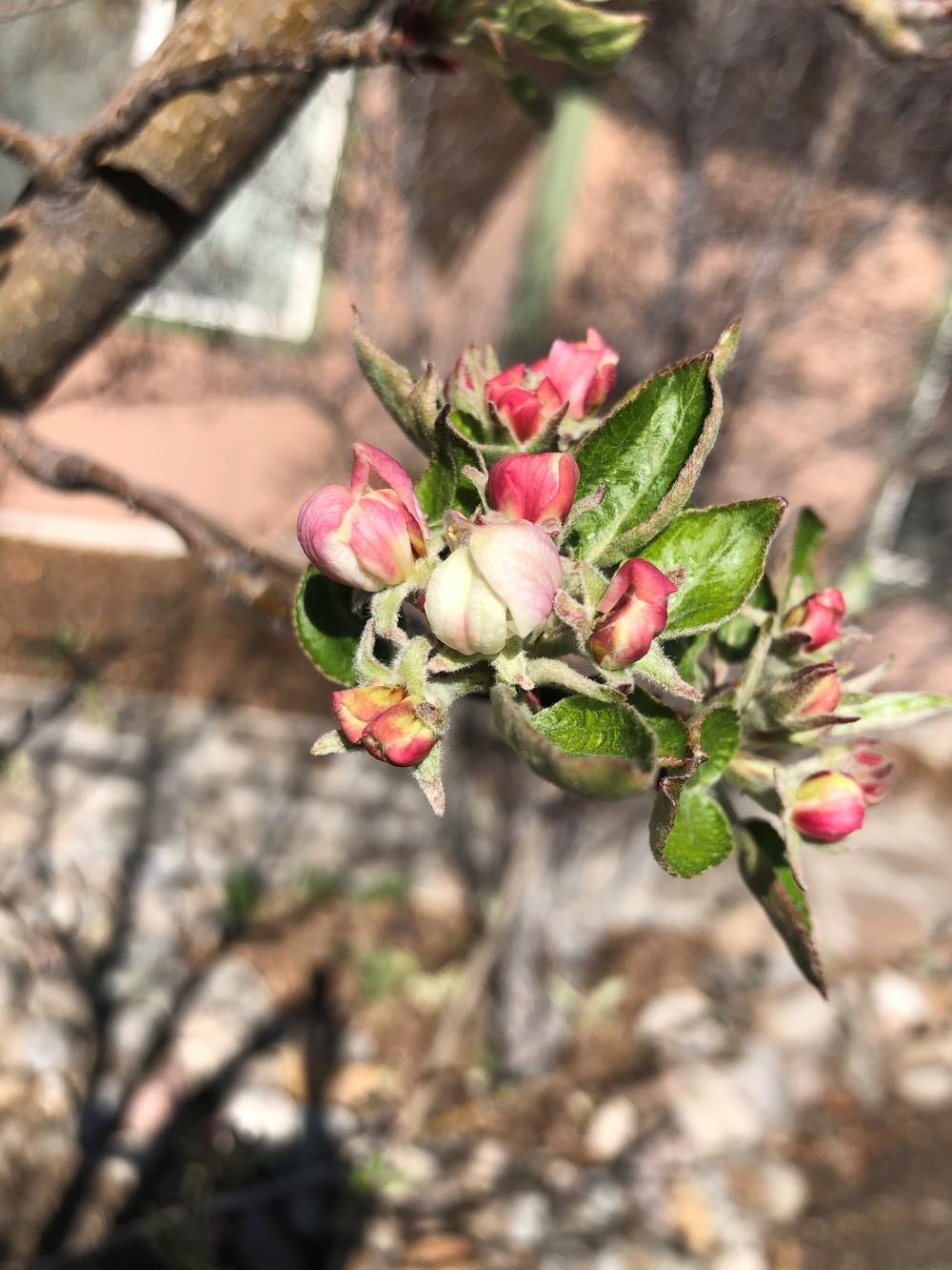 Photo of Apple (Malus domestica 'Honeycrisp') uploaded by JeffLoflinECV