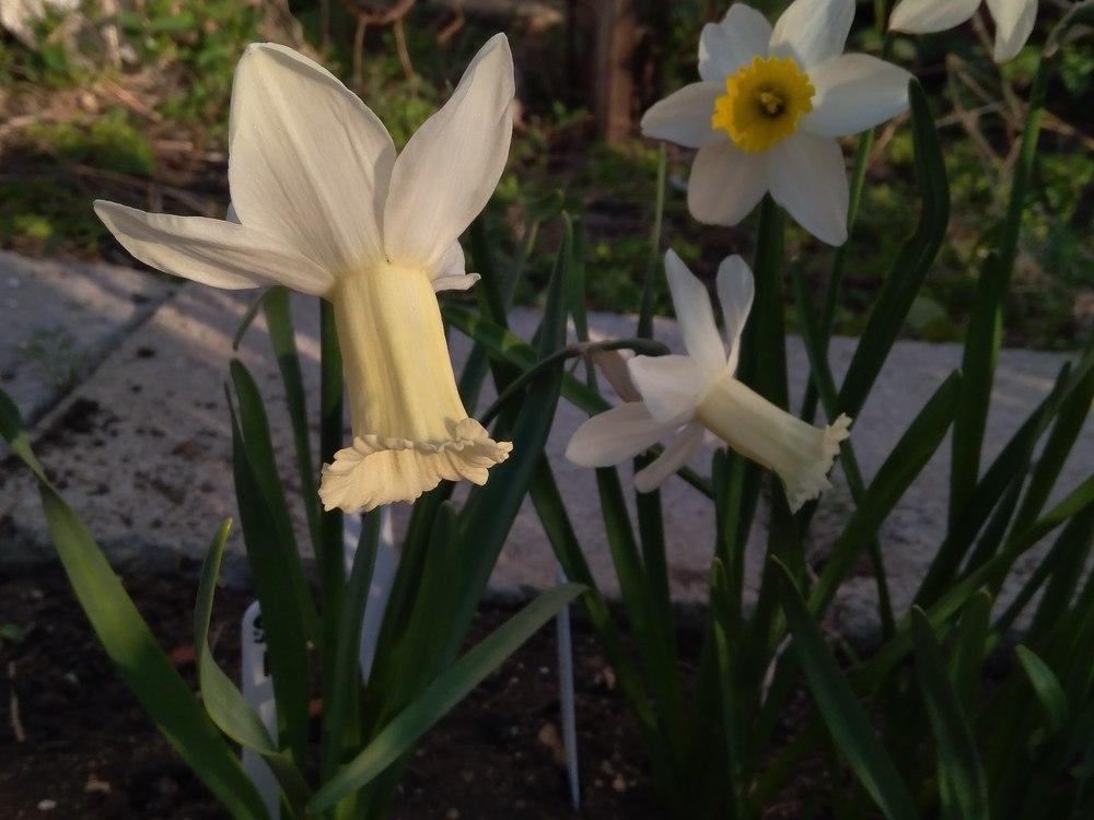 Photo of Cyclamineus Daffodil (Narcissus 'Tracey') uploaded by Nevita