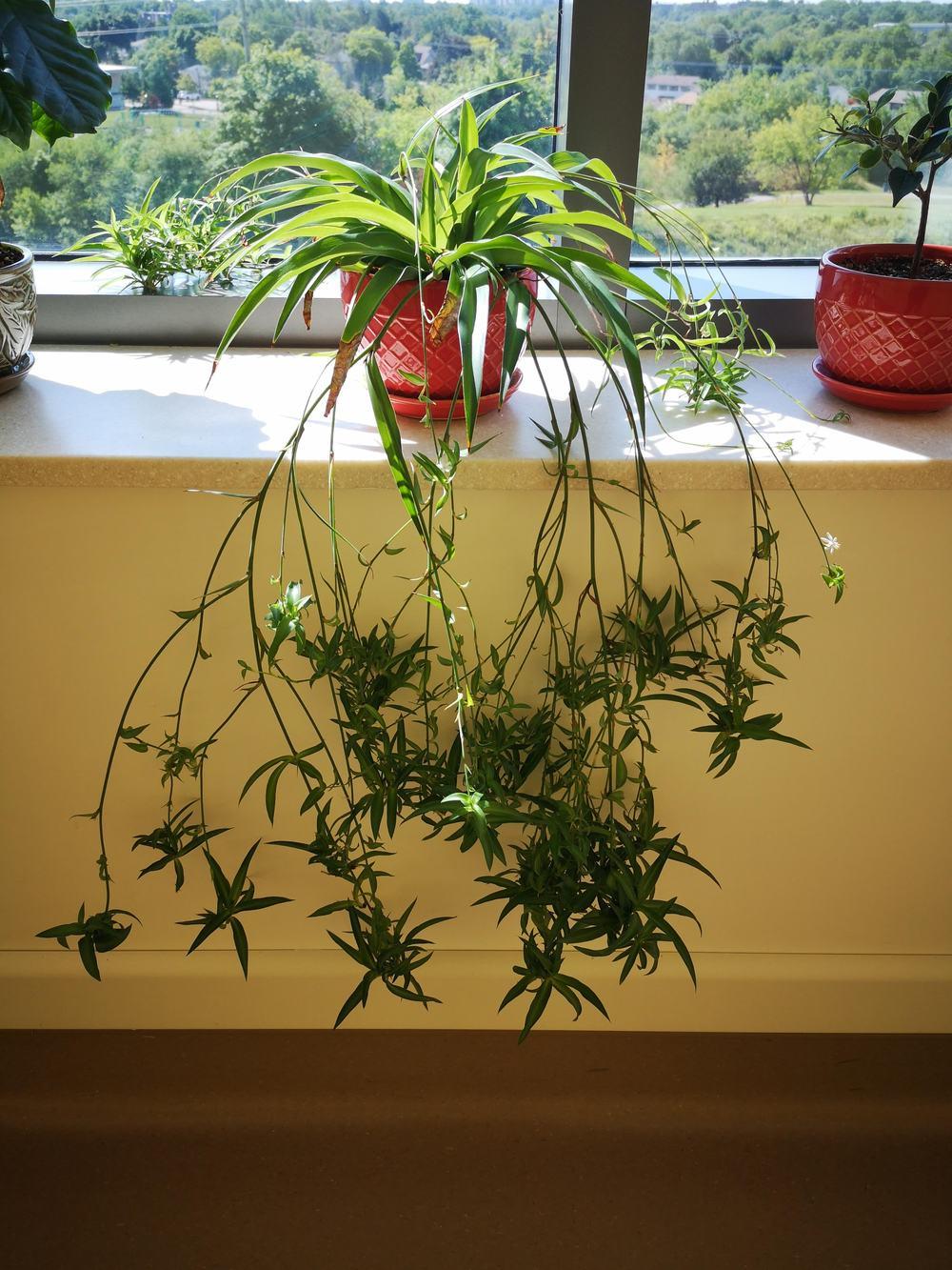 Photo of Spider Plant (Chlorophytum comosum) uploaded by Universal_G