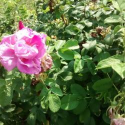Location: Missouri Botanical Garden
Date: 2017-09-03
Rosa 'Buffalo Gal' shrub rose